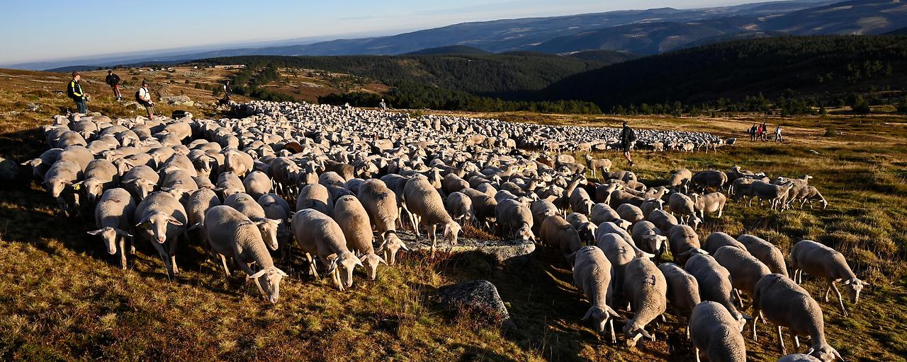 Die Ahnenreihe moderner Schafe