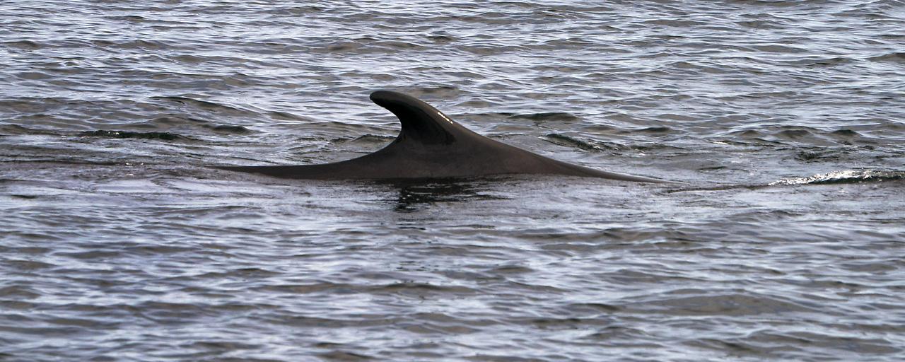 „Stöpsel“ verhindert, dass Wale ertrinken