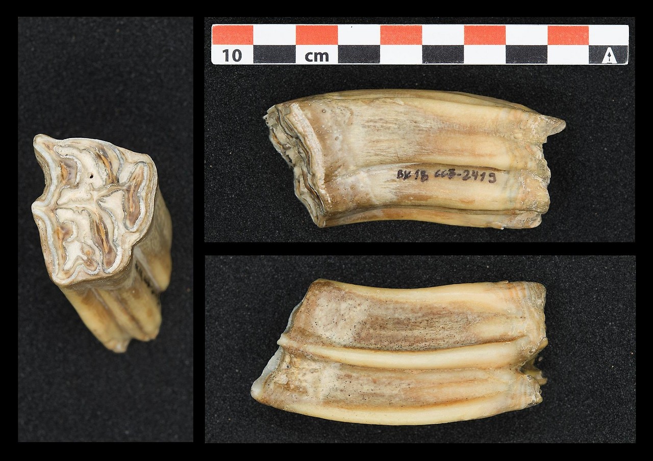 Los dientes de caballo como estos se utilizaron para el análisis de isótopos.