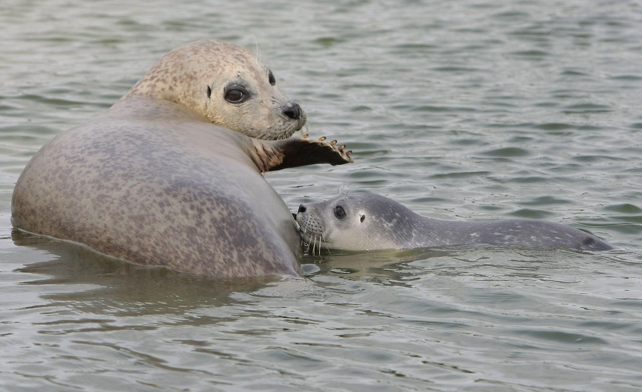 Seals, pups, mother