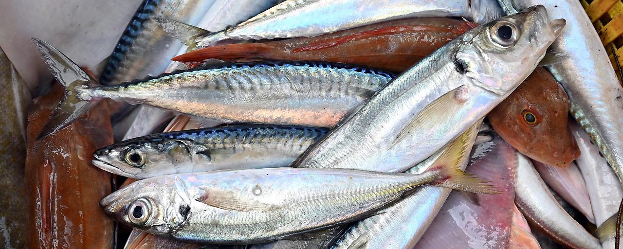 Fischerei verstärkt Mangelernährung