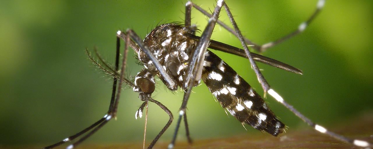 Wie manche Viren Mücken anlocken