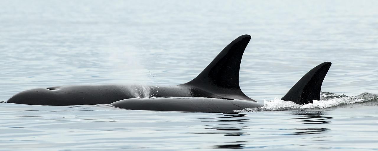 Orca-Pärchen vertreibt und tötet Weiße Haie