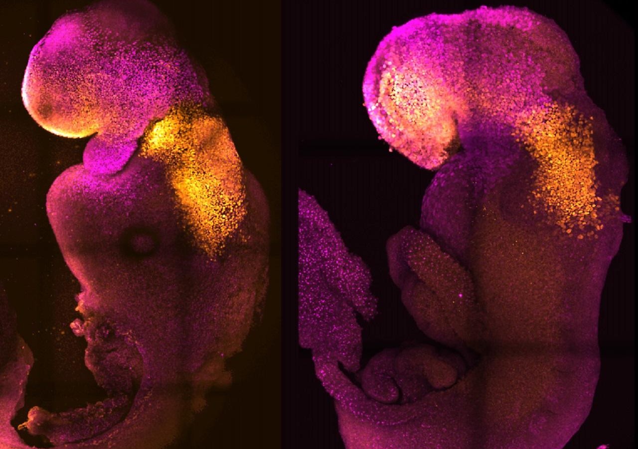 Natural and artificial embryos show almost no differences