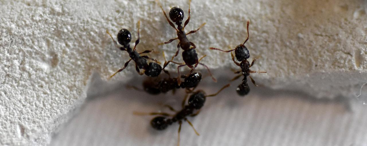 Klimaerwärmung macht Ameisen aggressiver
