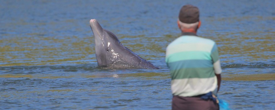 Delfine jagen aktiv mit Menschen zusammen