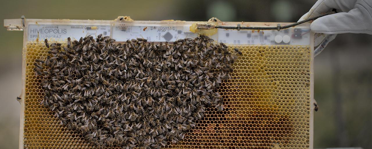 Smarte Wabe schützt Bienen vor Kältetod