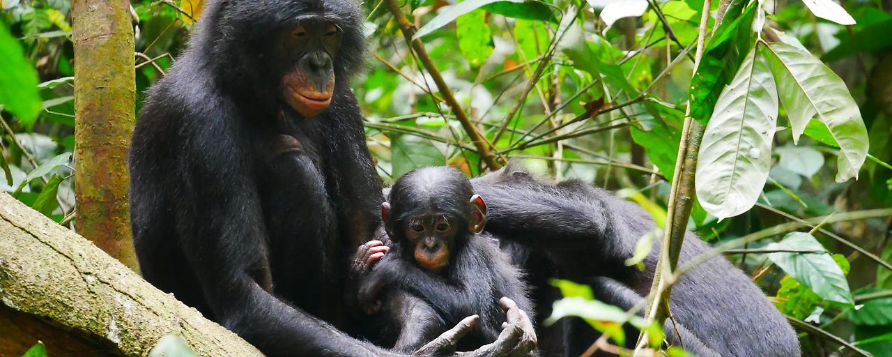 Bonobos aggressiver als gedacht