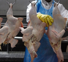 Geschlachtete Hühner hängen an Haken in einer Hühnerfarbrik und werden ausgenommen.