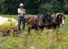 Amische verzichten auf moderne Technik und fahren mit der Pferdekutsche.