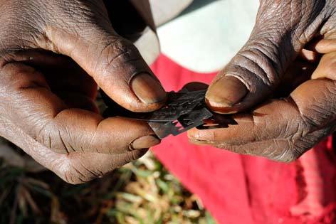 Eine alte Beschneiderin aus Uganda zeigt die Rasierklingen, mit der sie die FGM durchführt