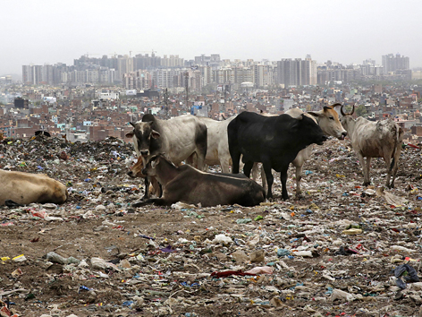 Kühe auf einer Müllhalde in Neu-Delhi