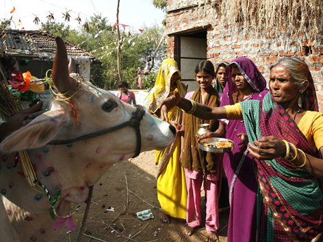Indische Frauen schmücken eine Kuh anlässlich des Diwali-Festes