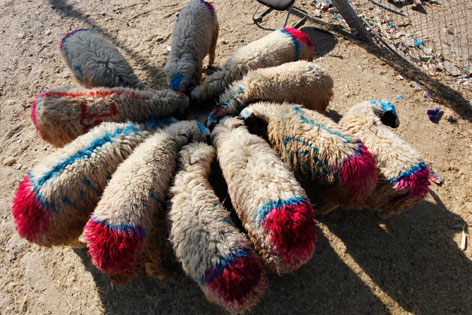 Schafe mit bunten Markierungen auf dem Fell, auf einem Markt in Bagdad