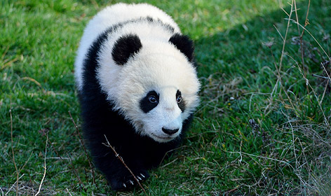 Pandababy Fu Bao
