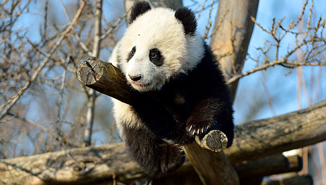 Pandababy Fu Bao