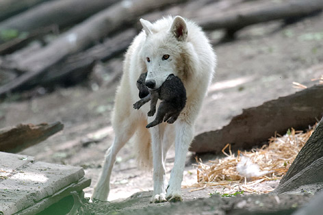 Arktische Wölfe im Tiergarten Schönbrunn