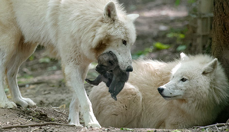 Arktische Wölfe im Tiergarten Schönbrunn