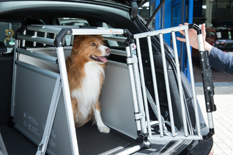 Ein Hund in einer Transportbox auf dem Rücksitz eines Autos