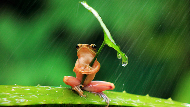 Ein kleiner Frosch schützt sich mit einem Blatt vor dem Regen