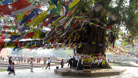 Lumbini - Geburtsort Buddhas Sanbaum