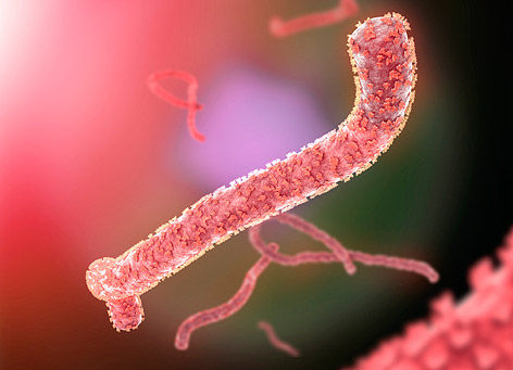 Das Ebola-Virus