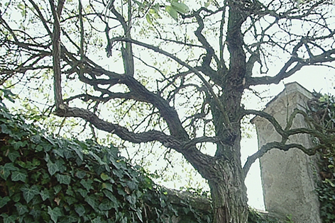 Hollerbaum an dem Koloman vor rund 1000 Jahren aufgehängt wurde