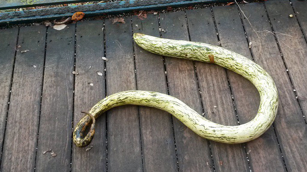 Ein Kürbis in Form einer Schlange