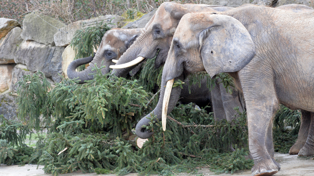 Elefanten fressen einen Christbaum