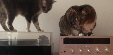 Katzen sitzen auf einer Musikanlage