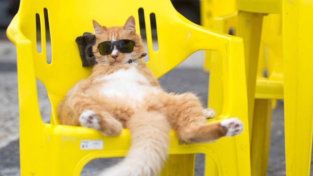 Katze mit Sonnebrille