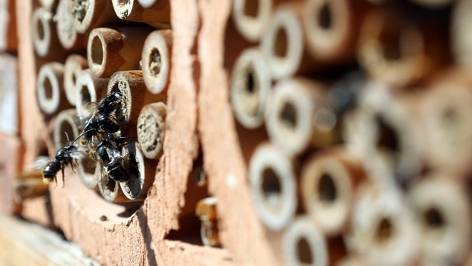 Mauerbienen an einem Insektenhotel