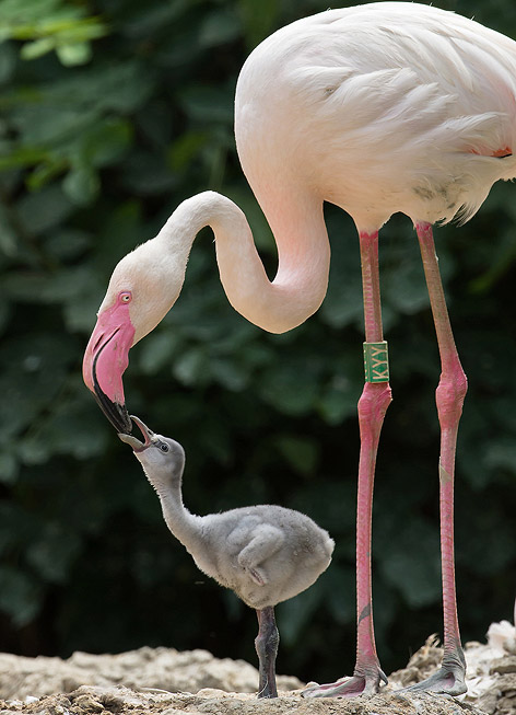 Flamingo-Küken