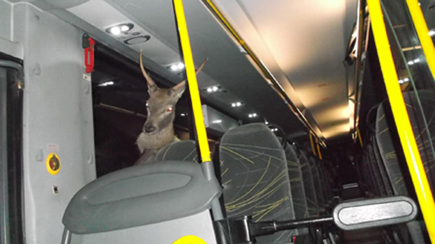 Hirsch landet bei Unfall in Kärnten in Bus