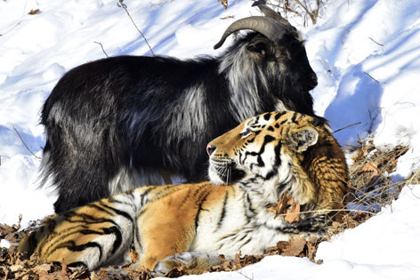 Tiger und Ziege im Schnee