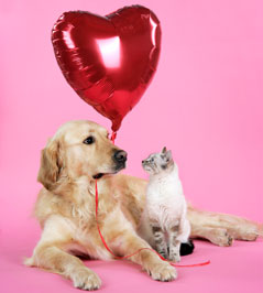 Ein Hund mit einem Herzluftballon und eine Katze