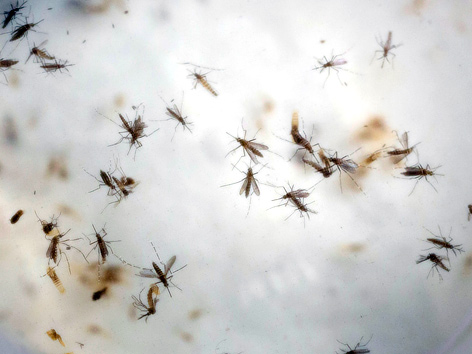 Mücken Aedes aegypti, Überträger des Zika-Virus'