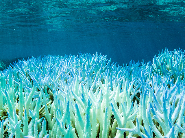 Korallen am Great Barrier Reef unter Wasser