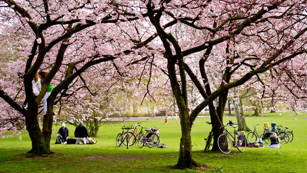 Fahrräder im Frühling im Park