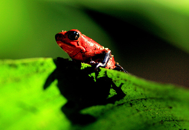 Regenwald: Roter Frosch auf einem grünen Blatt
