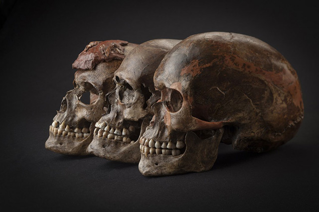 Drei ca. 31.000 Jahre alte Schädel aus Dolni Věstonice im heutigen Tschechien.