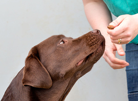 Ein Labrador Retriever erhält ein Leckerli