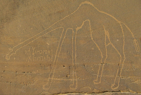 Kamel auf einer Höhlenwand in Jordanien
