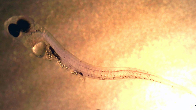 Fischlarve mit Plastikpartikeln im Magen