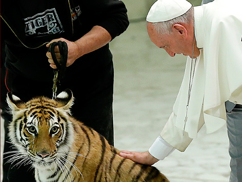 Papst Franziskus streichelt einen Tiger