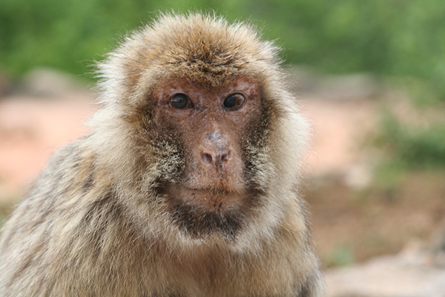 Altes Affenweibchen mit Pigmentflecken im Gesicht