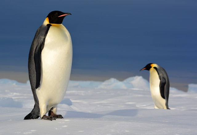 Warum Pinguine so weit wandern 