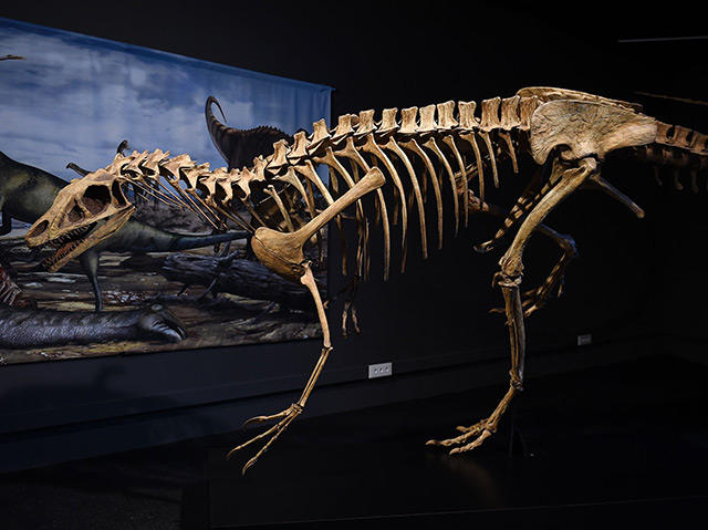 Modell eines Spinosaures-Skeletts, das bei einer Ausstellung in Barcelona gezeigt wird