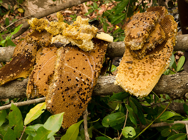 Honigstock im Naturschutzgebiet Niassa von Mosambik