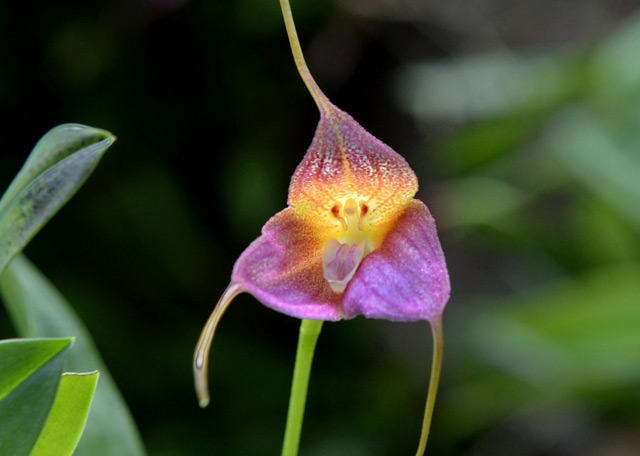 Orchidee in Singapur